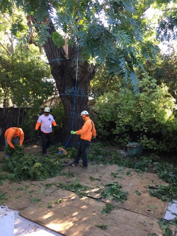 On location at Valley Tree Care Inc., a Arborist in Mountain View, CA